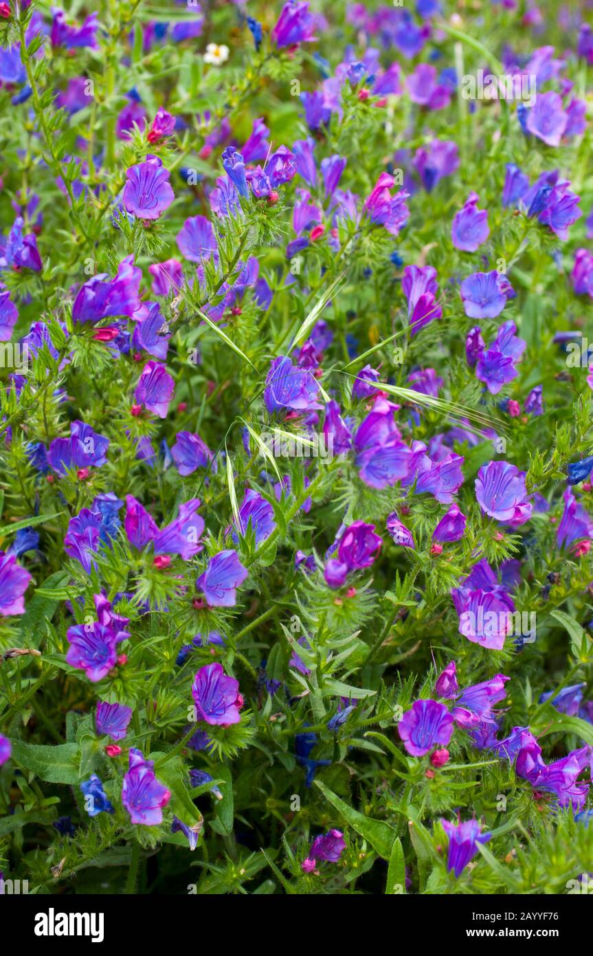 Echium plantagineum auf der Insel La Gomera, die zu den Kanarischen Inseln Spaniens gehört und im Atlantik vor der Küste Afrikas liegt. Stockfoto