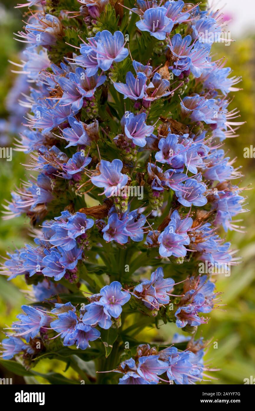 Echium acanthocarpum ist endemisch auf der Insel La Gomera, die zu den Kanarischen Inseln, Spanien, gehört und im Atlantik vor der Küste VON A liegt Stockfoto