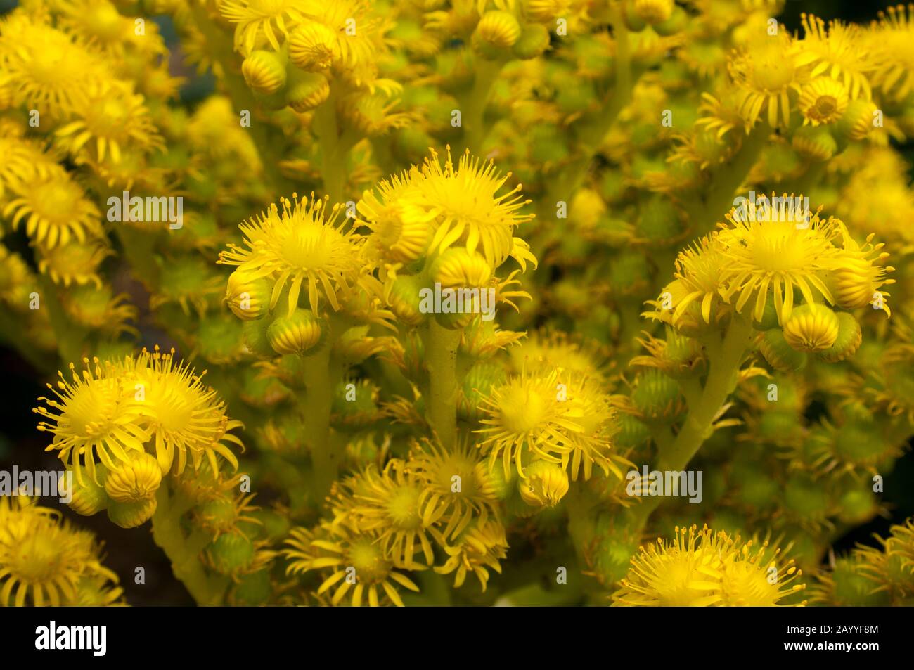 Eine (saftige) Crassulaceen-Pflanze auf der Insel La Gomera, die zu den Kanarischen Inseln in Spanien gehört und im Atlantik vor der Küste liegt Stockfoto
