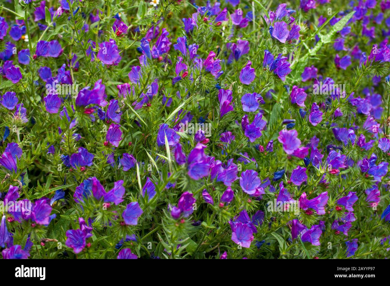 Echium plantagineum auf der Insel La Gomera, die zu den Kanarischen Inseln Spaniens gehört und im Atlantik vor der Küste Afrikas liegt. Stockfoto