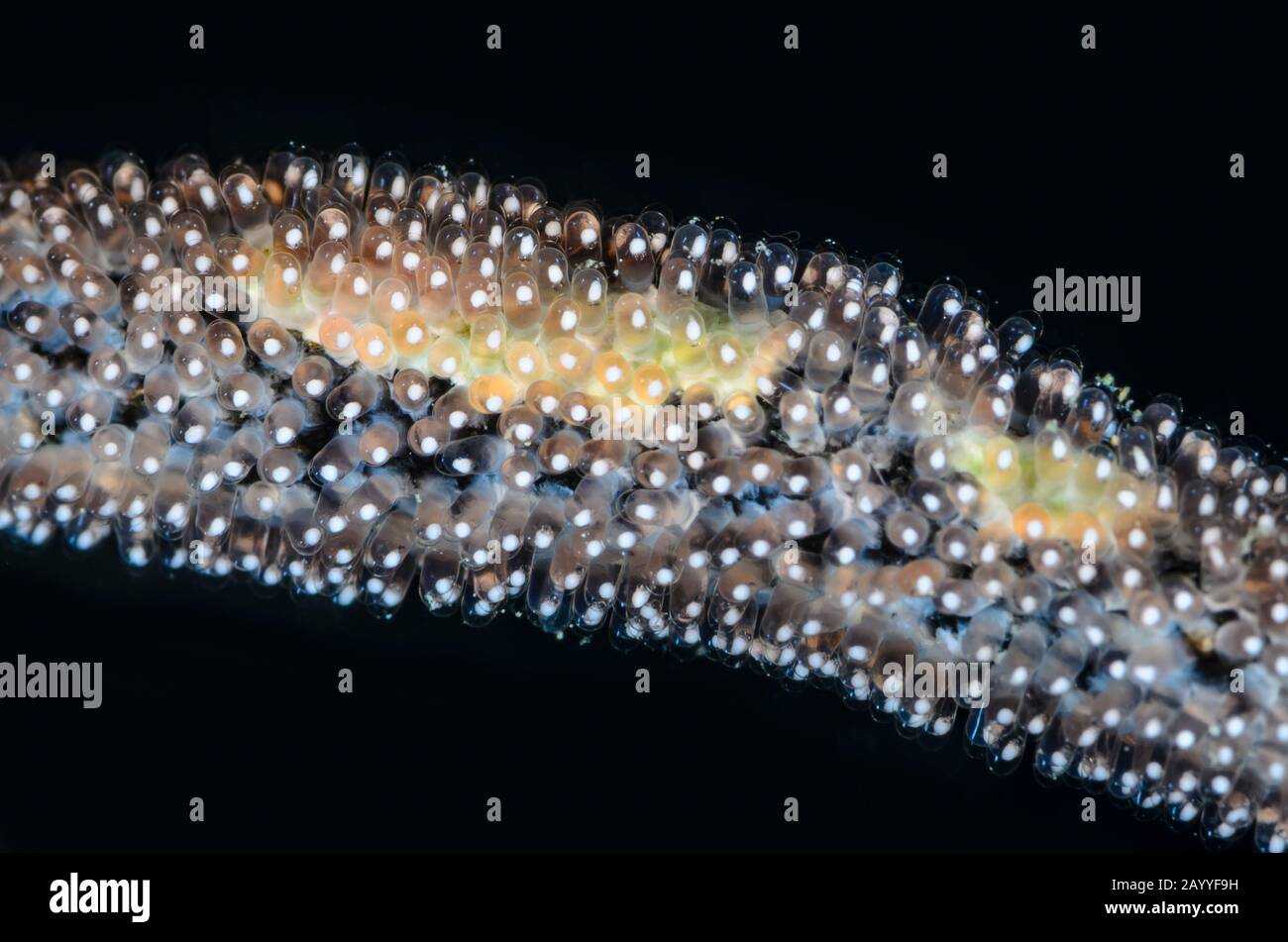 Golddamselfisch, Amblyglyphidodon aureus, Eier auf einer Whip Coral, Lembeh Strait, North Sulawesi, Indonesien, Pazifik Stockfoto