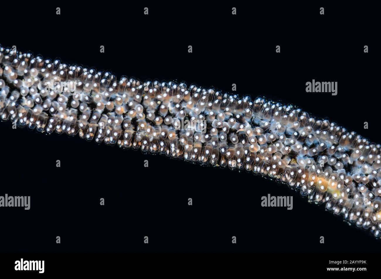 Golddamselfisch, Amblyglyphidodon aureus, Eier auf einer Whip Coral, Lembeh Strait, North Sulawesi, Indonesien, Pazifik Stockfoto