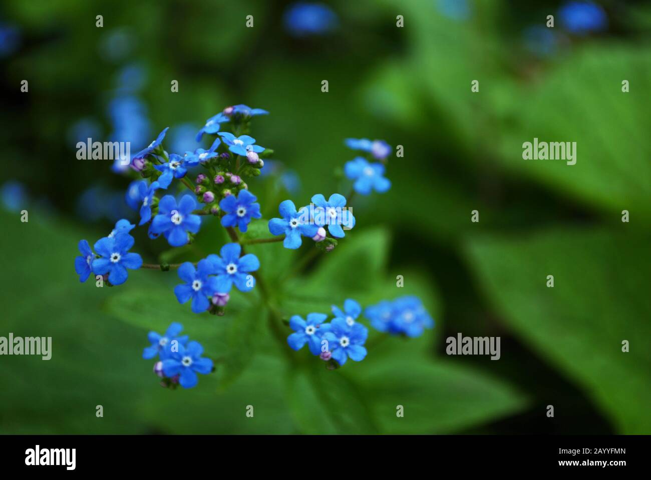 Nahaufnahme von Titty Bitty Blue vergessen Sie mich nicht in meinem Garten myosotis alpestris sylvatica Stockfoto