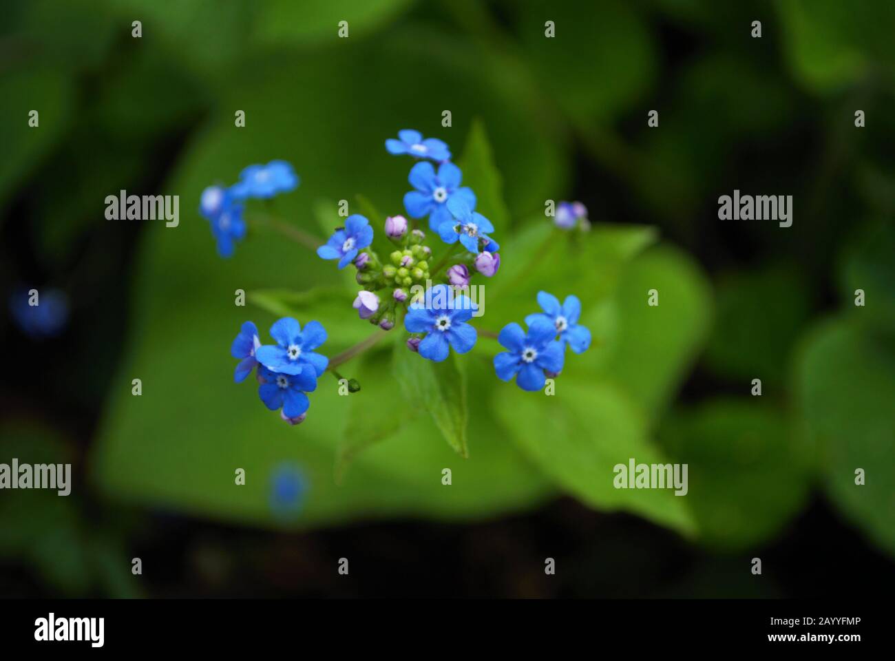 Nahaufnahme von Titty Bitty Blue vergessen Sie mich nicht in meinem Garten myosotis alpestris sylvatica Stockfoto