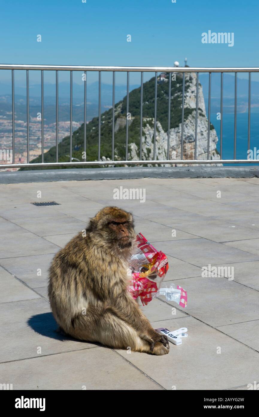 Ein Barbar-Makaque (Macaca sylvanus) isst auf der Aussichtsplattform am oberen Rand des Gibr-Felsens einen Beutel mit Kartoffelchips, der von einem Touristen gestohlen wurde Stockfoto