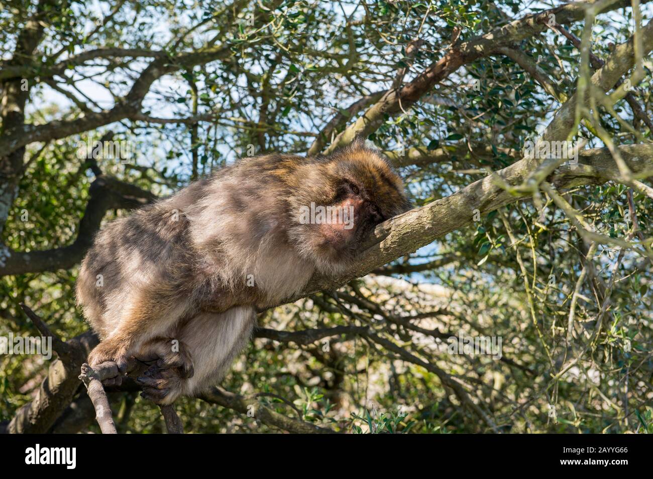 Ein Barbarkmakaque (Macaca sylvanus) schläft in einem Baum am Felsen von Gibraltar, einem britischen Überseegebiet, das am südlichen Ende liegt Stockfoto