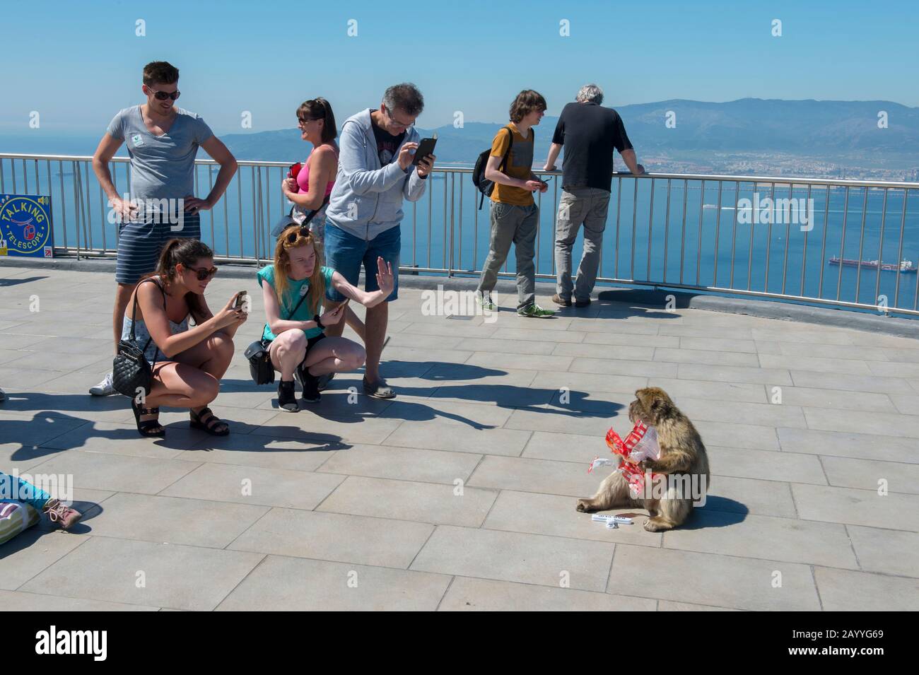 Ein Barbar-Makaque (Macaca sylvanus) isst auf der Aussichtsplattform am oberen Rand des Gibr-Felsens einen Beutel mit Kartoffelchips, der von einem Touristen gestohlen wurde Stockfoto