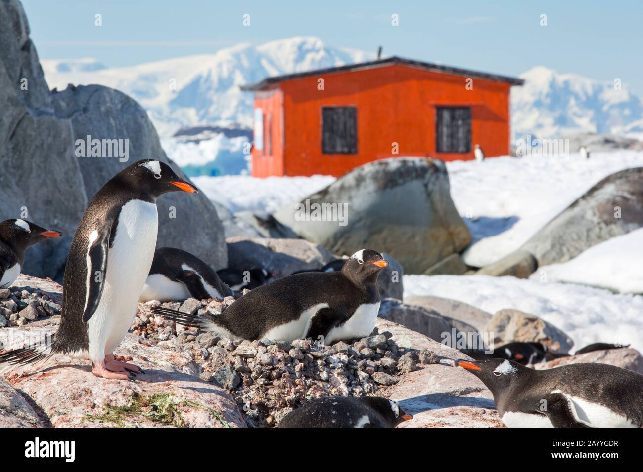 Gentoo Pinguin (Pygoscelis papua) auf der Peterman Island in der Nähe des Lemaire-Kanals, Graham Land, Antarktis. Stockfoto