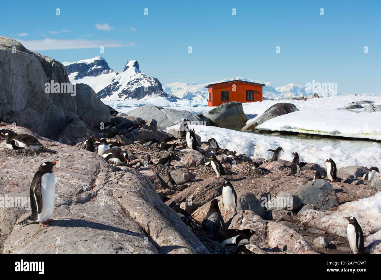 Gentoo Pinguin (Pygoscelis papua) auf der Peterman Island in der Nähe des Lemaire-Kanals, Graham Land, Antarktis. Stockfoto