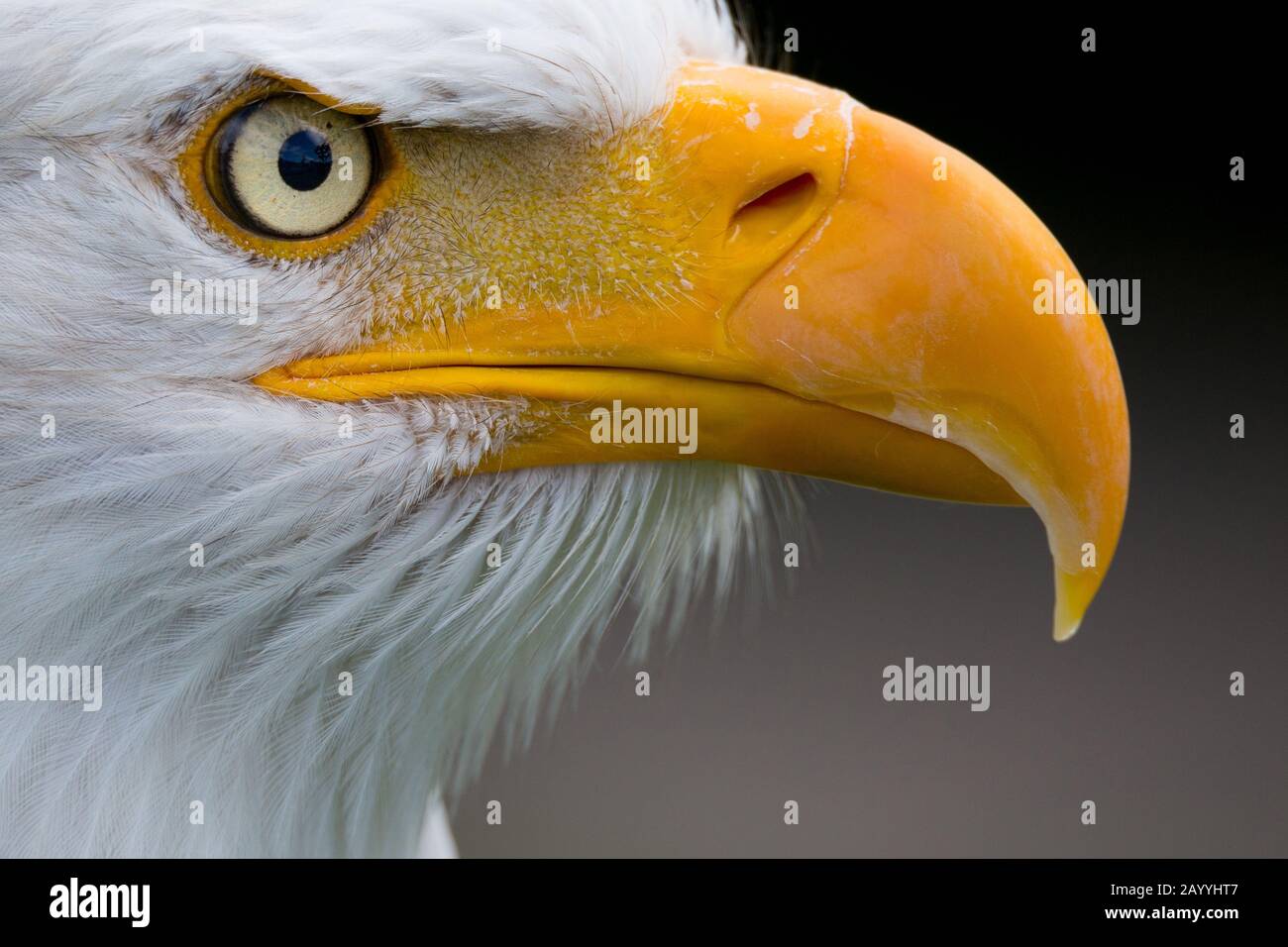 Adler Schnabel Stockfotos Und Bilder Kaufen Alamy