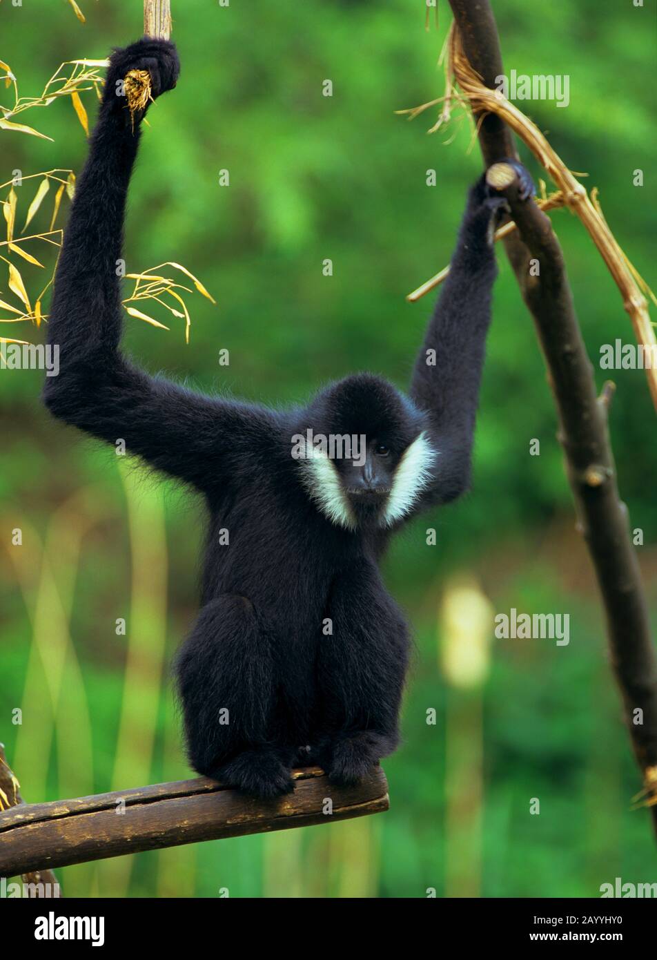 Gekremmter Gibbon, schwarz gekrempter Gibbon (Hylobate concolor), Männchen auf einer Wiese sitzend Stockfoto