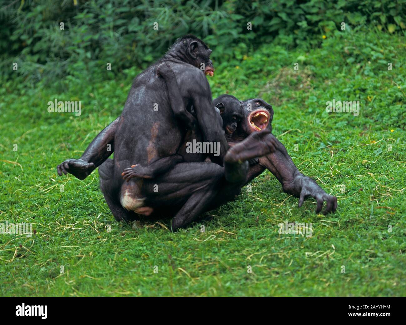 Bonobo, Pygmäen-Schimpanse (Pan paniscus), Paarung auf einer Wiese Stockfoto
