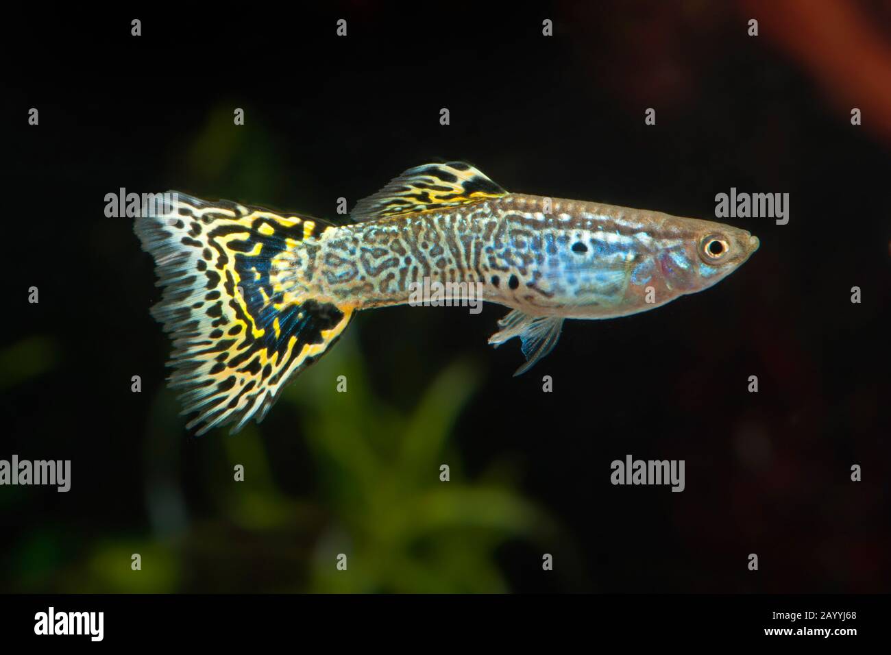 Guppy (Poecilia reticulata, Lebistes reticulatus, Lebistes reticulata) brüten Grüne Kobra Stockfoto