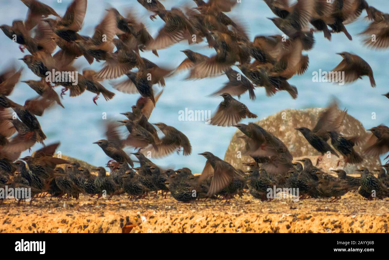Gemeine starrende (Sturnus vulgaris), fliegende Herde auf einem Wellenbrecher, Deutschland, Schleswig-Holstein, Helgoland Stockfoto