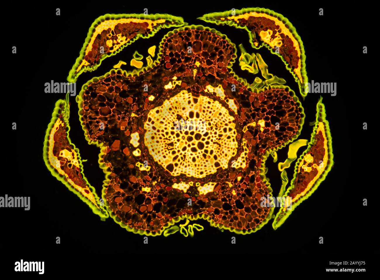 Sie-Eiche (Casuarina), Querschnitt eines Blattes, fluoreszierendes Bild Stockfoto
