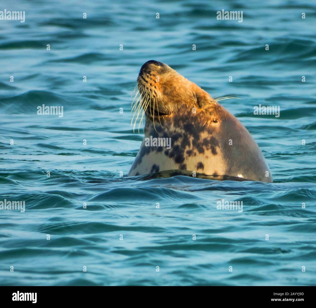 Graue Dichtung (Halichoerus grypus), tritt hervor, Deutschland, Schleswig-Holstein, Heligoland Stockfoto