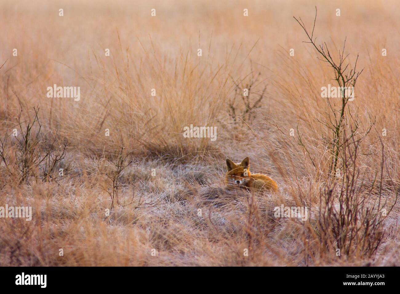 Rotfuchs (Vulpes vulpes), liegt in einer Wiese an einem winterlichen Morgen, Deutschland, Niedersachsen, Oppenweher moor Stockfoto