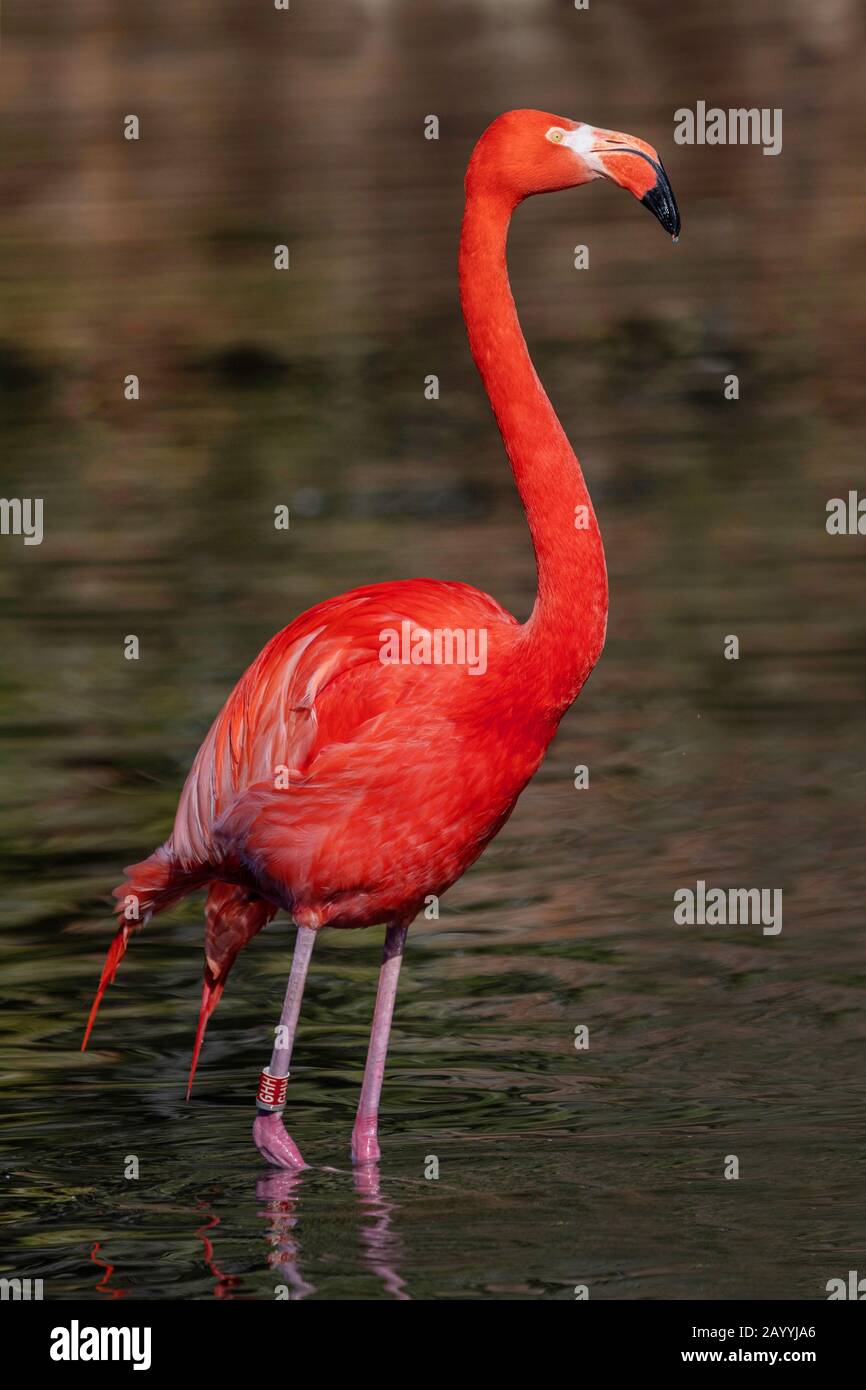 Größerer Flamingo (Phönicopterus roseus, Phönicopterus ruber roseus), im Flachwasser stehend, Seitenansicht Stockfoto
