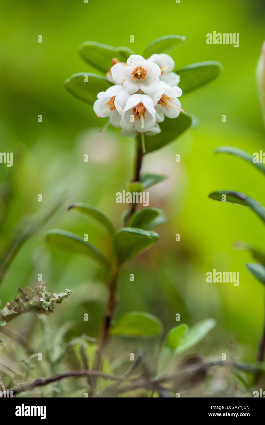Preiselbeere, Foxberry, Preiselbeeren, Mountain Cranberry (Vaccinium Vitis-Idaea), blühen, Deutschland Stockfoto