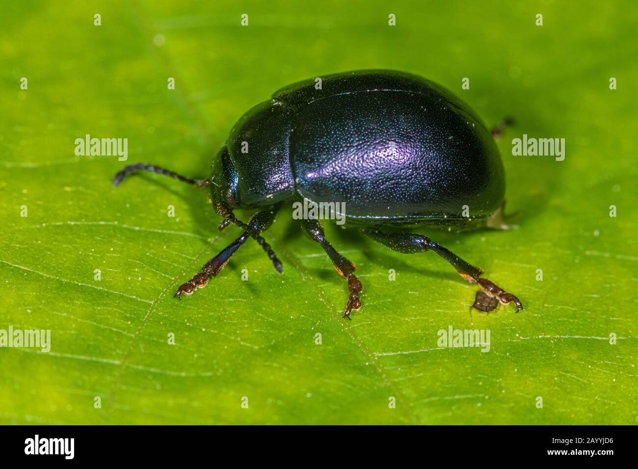 Blattkäfig (Chrysolina varians), sitzt auf einem Blatt, Deutschland Stockfoto