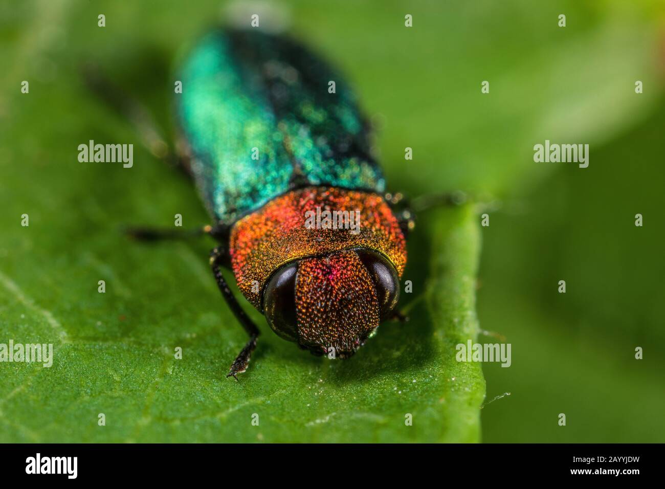 Juwel-Käfer, metallische Holz-langweilig-Käfer (Anthaxia Nitidula), Weiblich, Deutschland Stockfoto