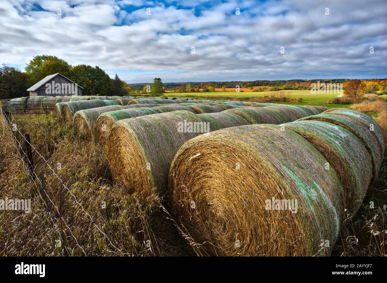 Heuballen auf dem Feld des Bauernhofs Stockfoto