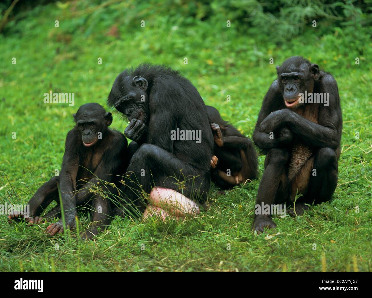 Bonobo, Pygmäen-Schimpanse (Pan paniscus), gruppieren sich auf einer Wiese Stockfoto