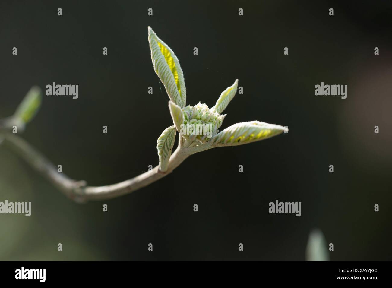 Verschiedene Lantana Viburnum (Viburnum lantana 'Variegatum', Viburnum lantana Variegatum), Blumenknospen Stockfoto