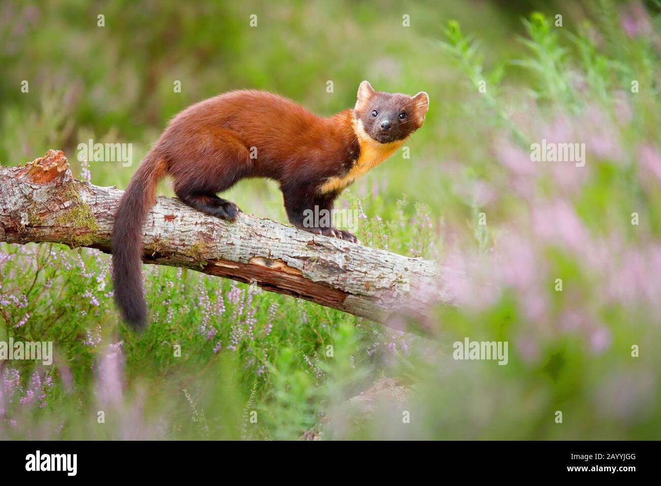 Europäische Kiefernmarten (Martes Martes), Weibchen, die auf einem toten Ast stehen, Seitenansicht, Schweiz Stockfoto