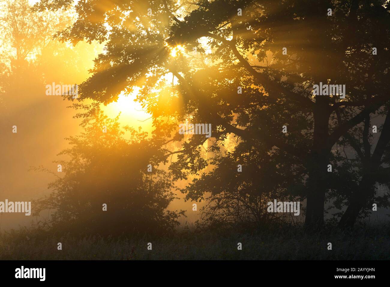 Morningsun scheint durch Bäume, Belgien, Ostflandern, Drongen, Keuzemeersen Stockfoto
