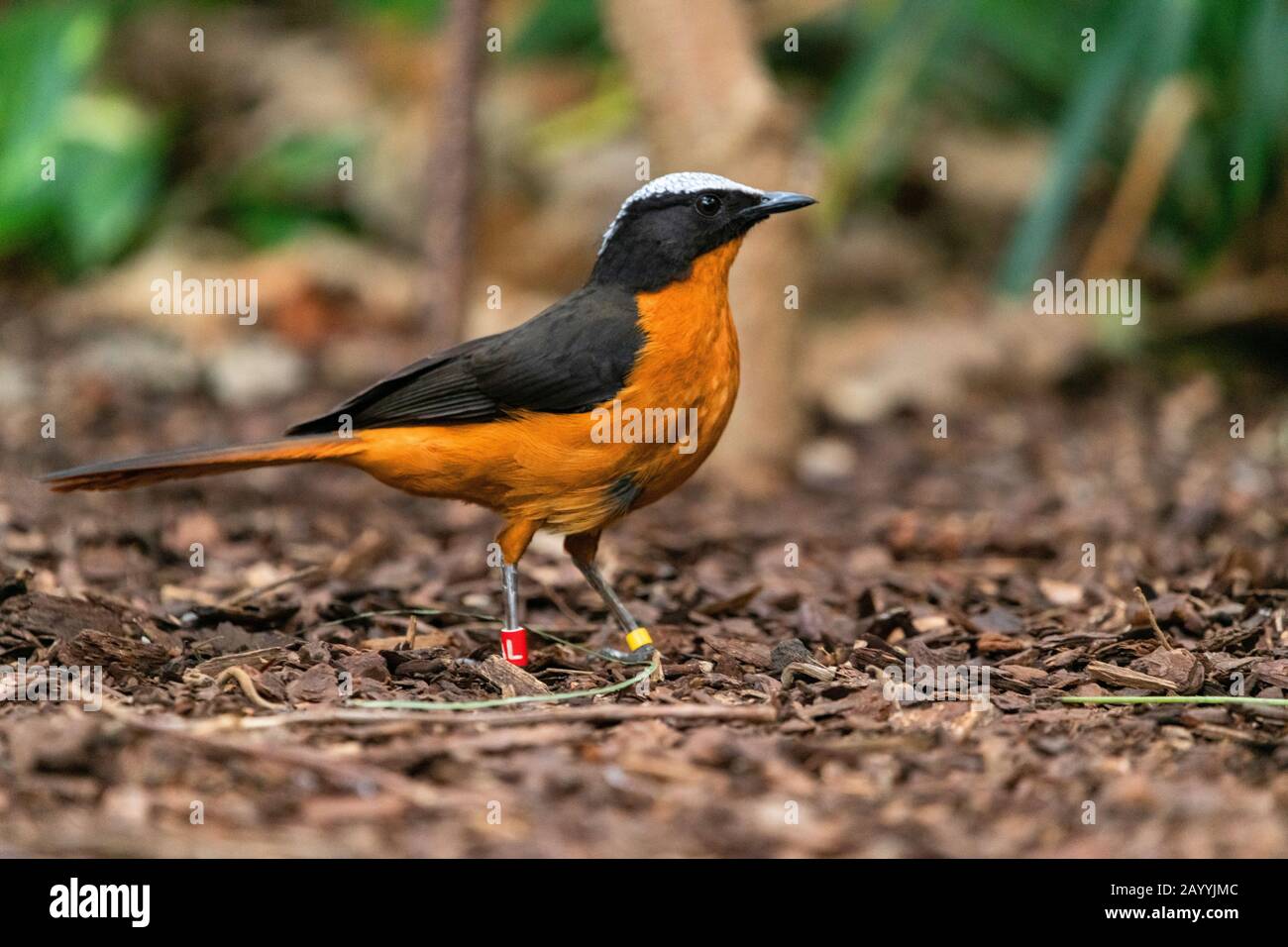 Weiß-bekrönter Robin Chat (Cossypha albicapilla), auf dem Boden perchend, Seitenansicht Stockfoto