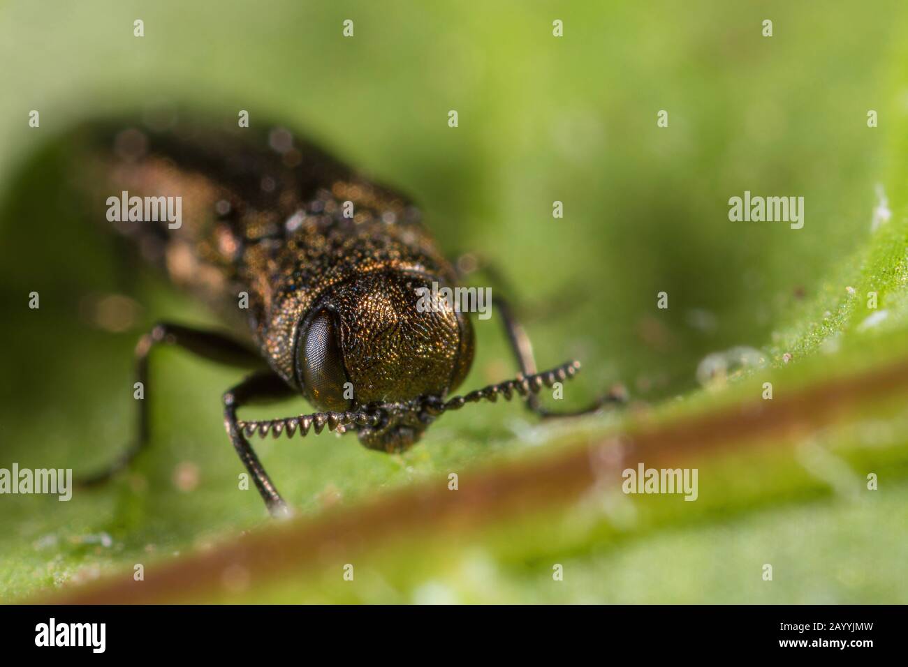 Buprestid (Agrilus cyanescens), Porträt, Deutschland Stockfoto