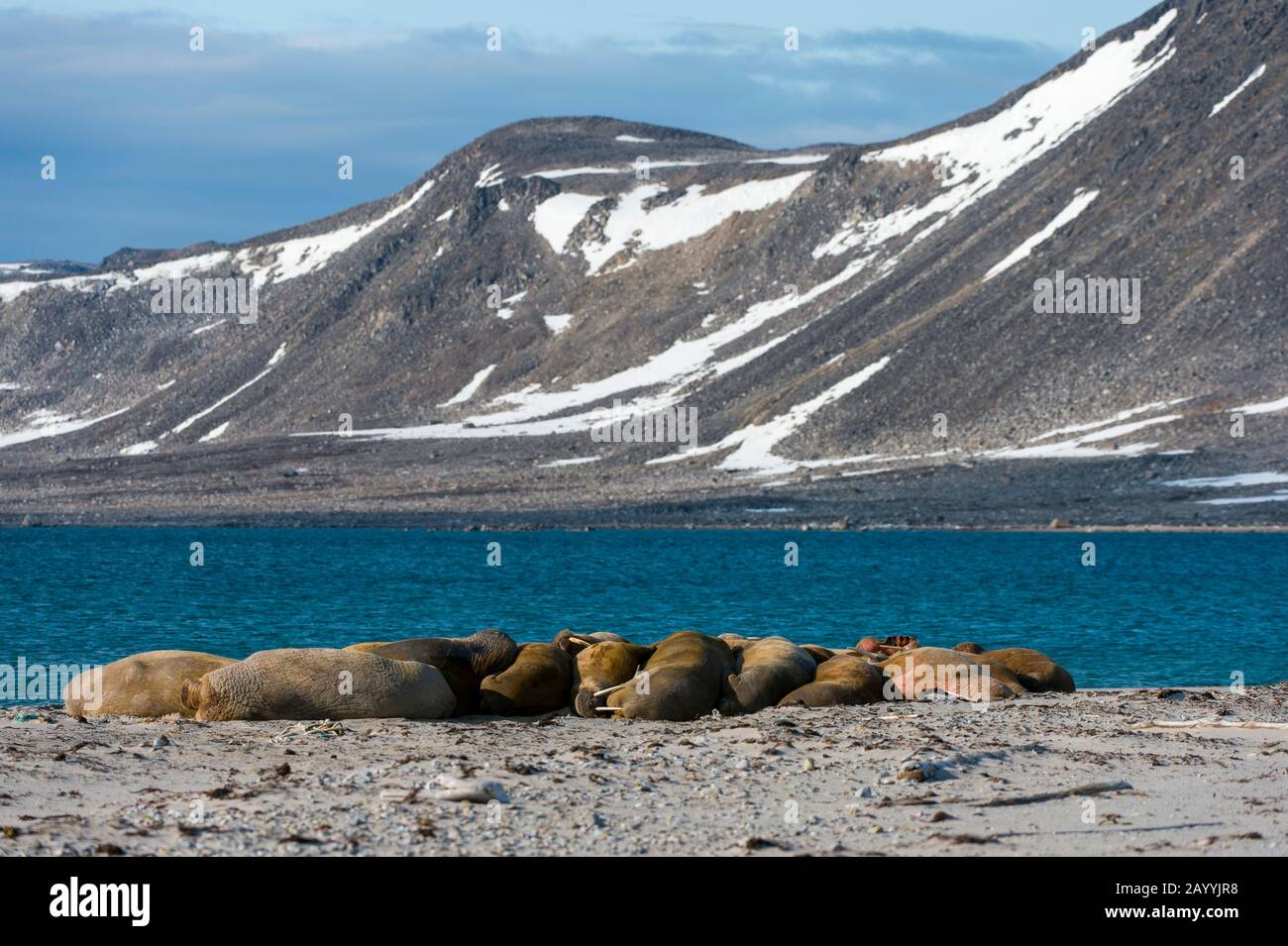 Walrosse, die an einem Strand in Smeerenburg, Amsterdam Island im Nordwesten Svalbards, ruhen, eine ehemalige Walfangstation, die ihren Ursprung bei dänischen und niederländischen Walfängern hat Stockfoto