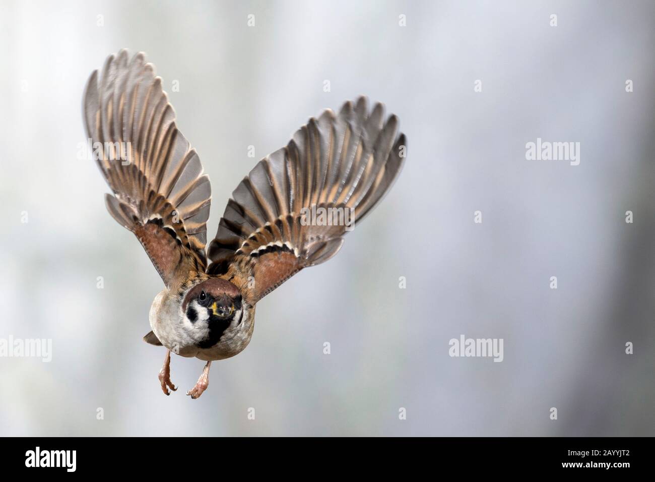 Eurasischer Baumpfeil (Passer montanus), im Flug, Vorderansicht, Deutschland Stockfoto