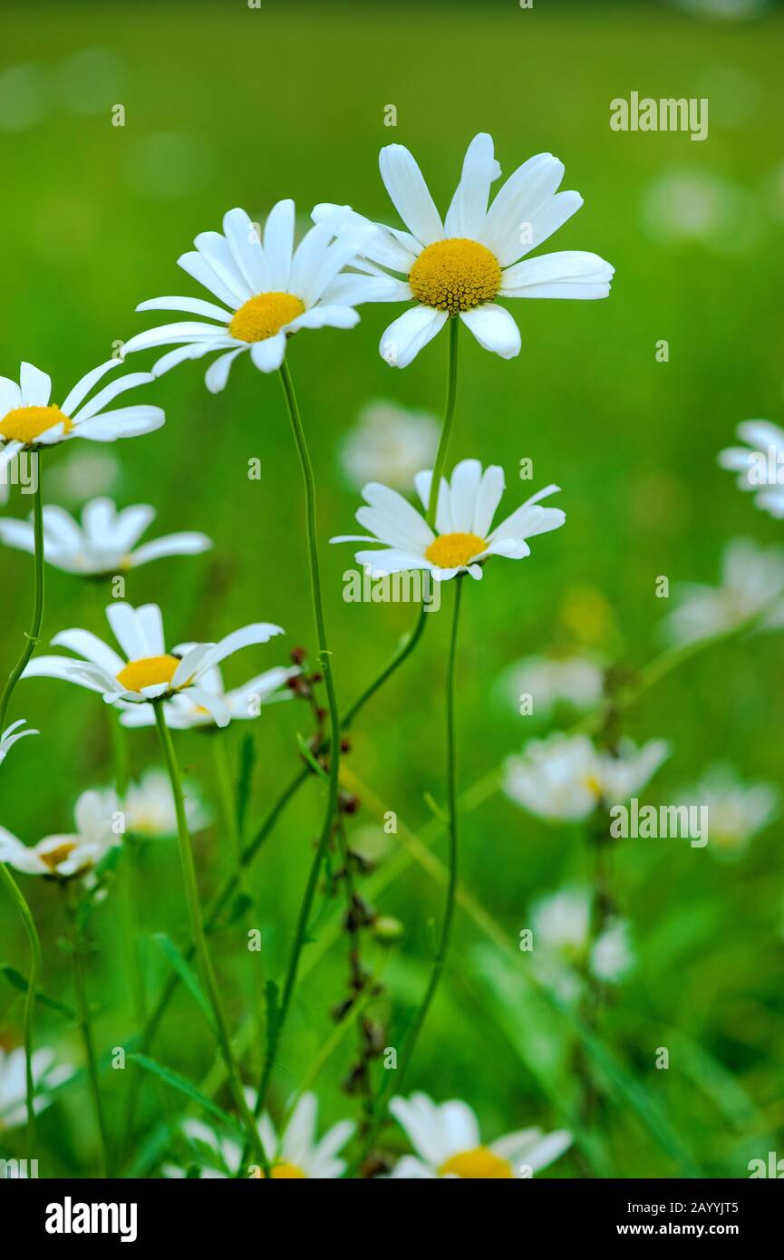 Oxeye Daisy, Ochsen-Auge Daisy, weiß-Weed, White Daisy Hund Gänseblümchen, Margerite (Chrysanthemum Leucanthemum, Leucanthemum Vulgare), blühen, Deutschland Stockfoto
