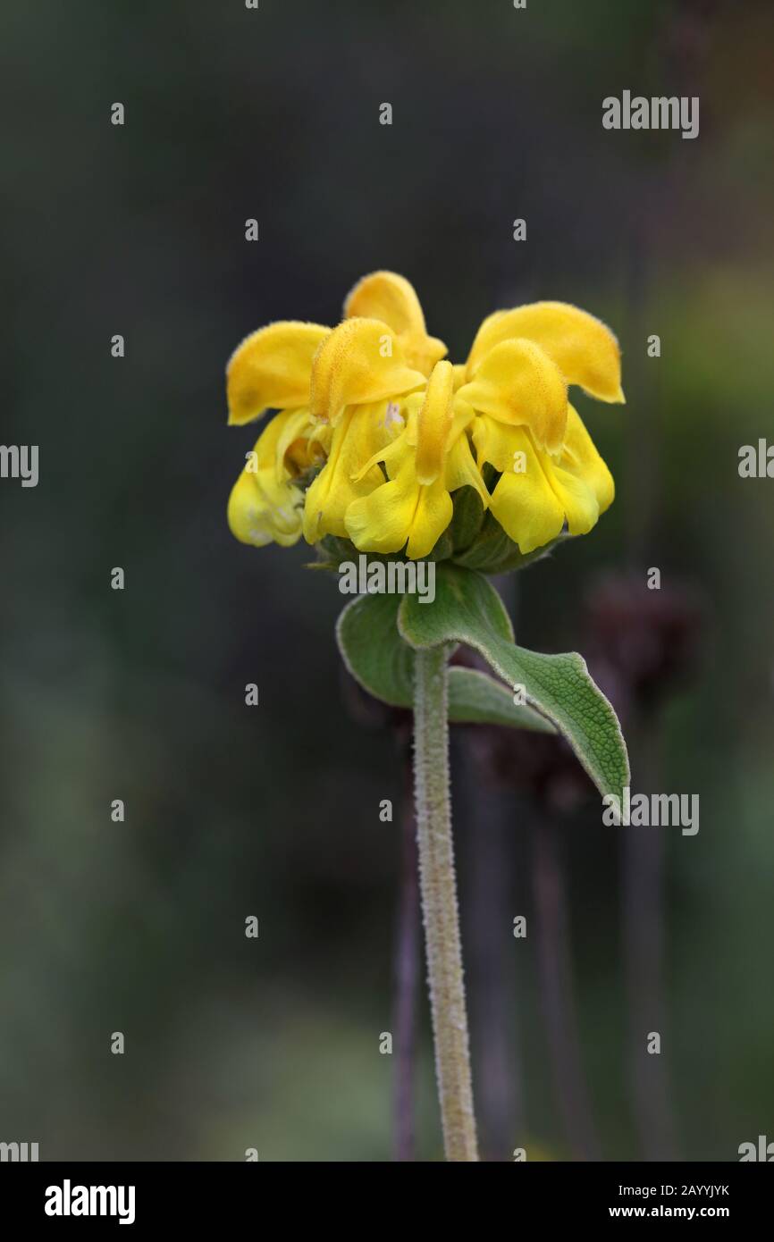 Jerusalem Salbei (Phlomis fruticosa), Blooming, Montenegro, Skadarsee National Park Stockfoto