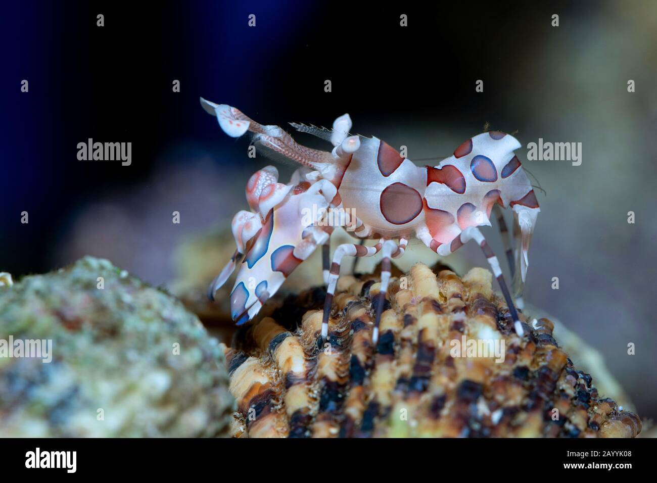 Östliche Harlekingarnelen (Hymenocera picta), auf Seashell Stockfoto