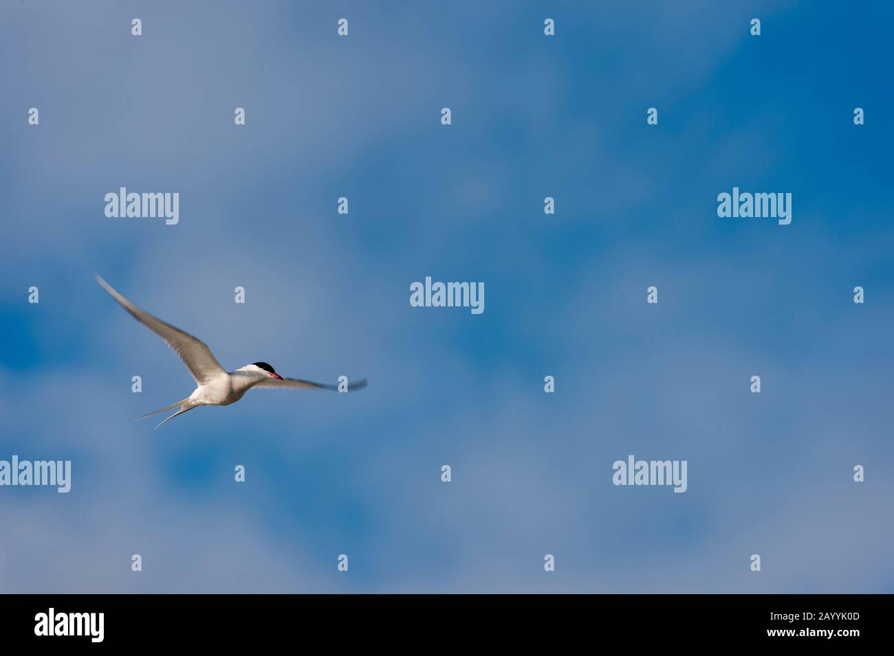 Ein Arctic tern (Sterna paradisaea) schwänzelt über einen Strand bei Smeerenburg, Amsterdam Island im Nordwesten von Spitzbergen, einer ehemaligen Walfangstation originat Stockfoto
