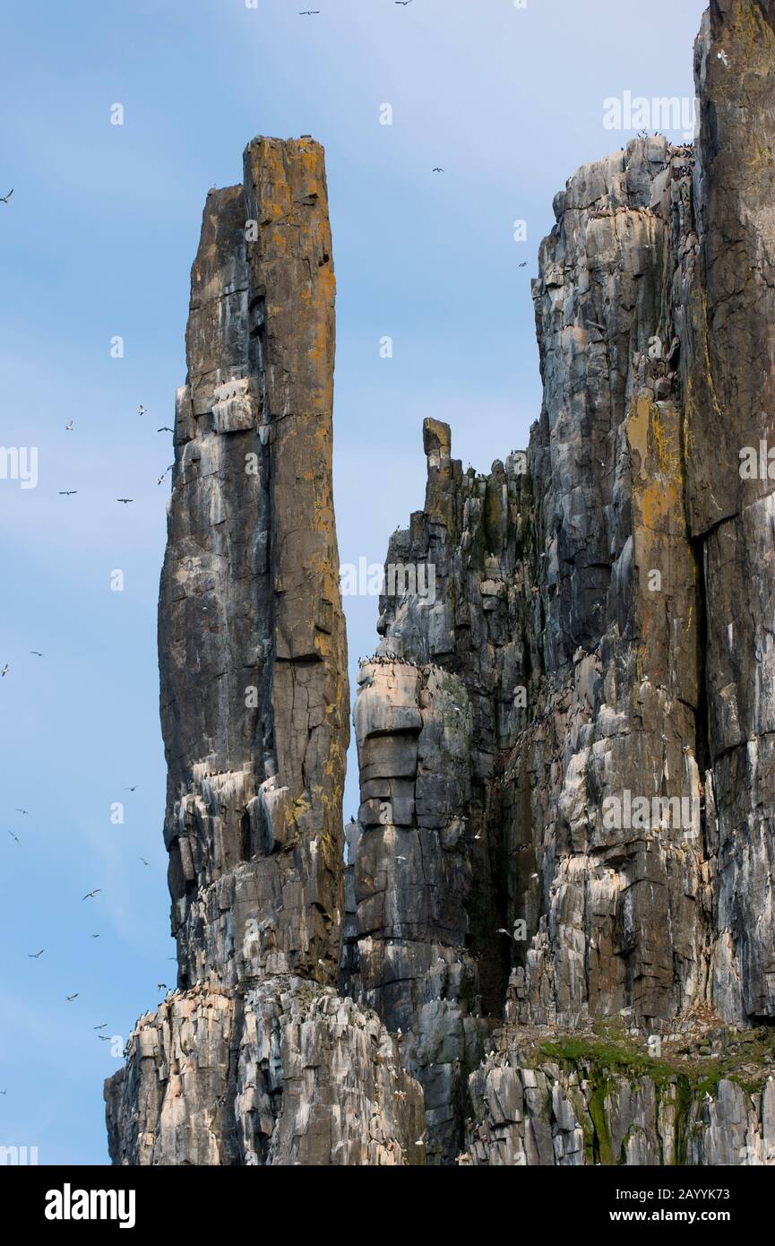 Tausende Dickflüssige Murren oder Brünnichs guillemot (Uria lomvia) nisten in der Vogelklippe des Alkefjellet bei Lomfjordhalvøya in Ny-Friesland Stockfoto