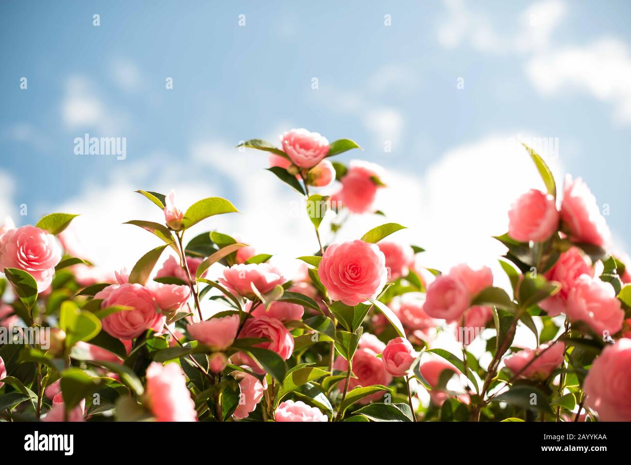 Satte, violette Blumen Stockfoto