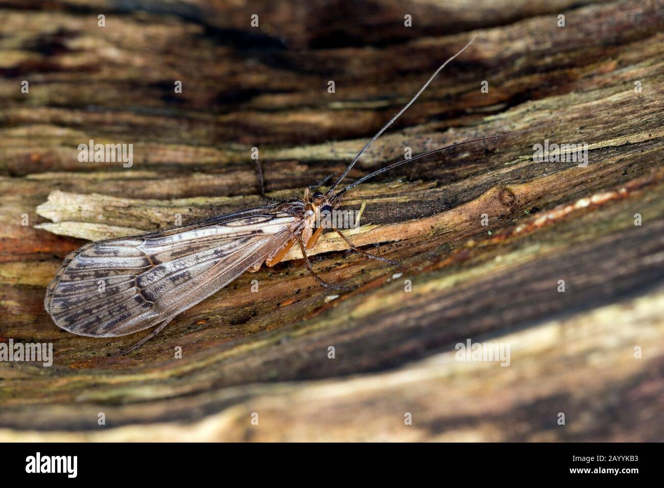 Caddis fliegen (Halesus spec.), auf Holz Stockfoto