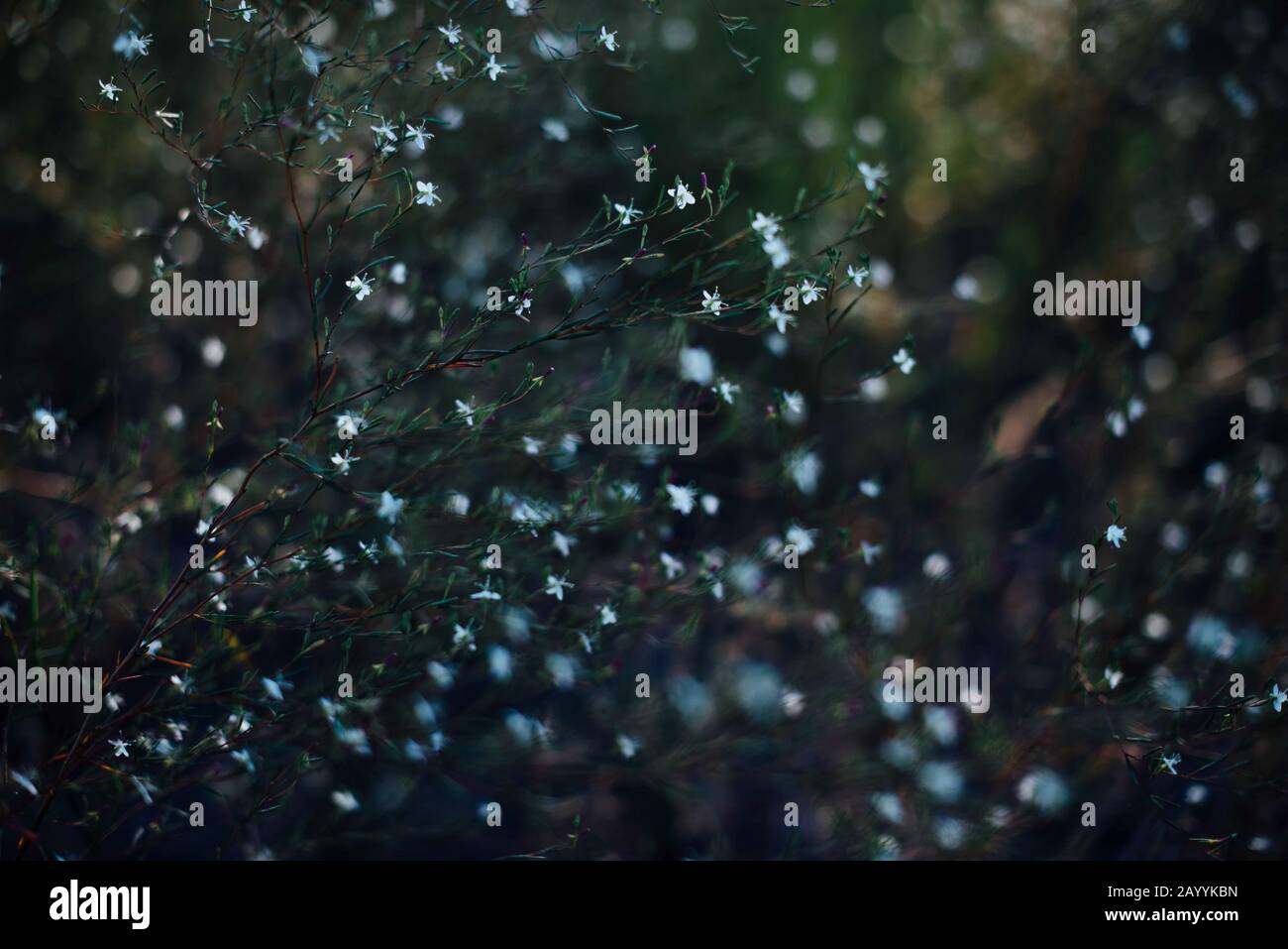 Wispige kleine blaue Blumen Stockfoto