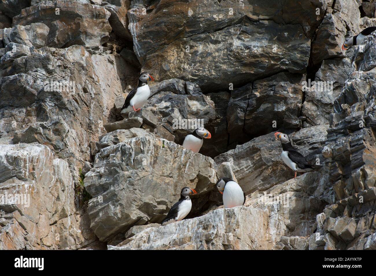 Atlantische Puffin (Fratercula arctica) nisten in der Vogelklippe am Fjortende Julibreen (dem 14. Juli-Gletscher), der sich am Nordwesten von Spitsber befindet Stockfoto