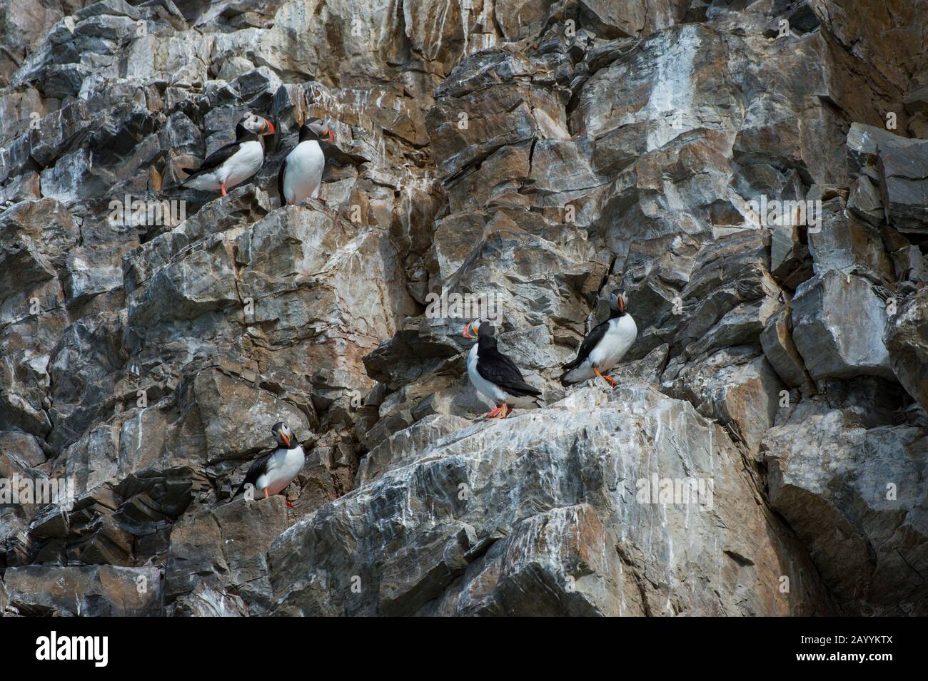 Atlantische Puffin (Fratercula arctica) nisten in der Vogelklippe am Fjortende Julibreen (dem 14. Juli-Gletscher), der sich am Nordwesten von Spitsber befindet Stockfoto