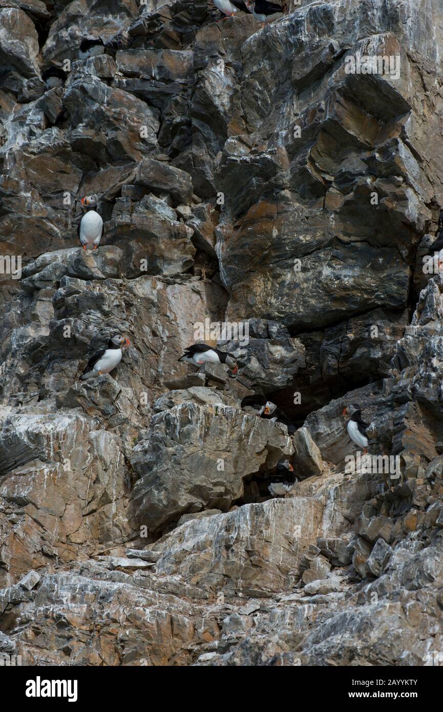 Atlantische Puffin (Fratercula arctica) nisten in der Vogelklippe am Fjortende Julibreen (dem 14. Juli-Gletscher), der sich am Nordwesten von Spitsber befindet Stockfoto