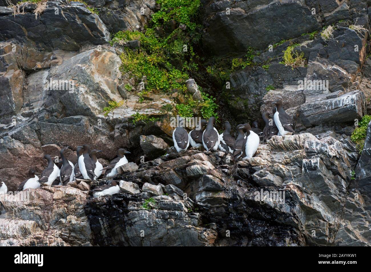 Dickschnabelmurren oder Brünnichs guillemot (Uria lomvia) nisten die Vogelklippe am Fjortende Julibreen (dem 14. Juli-Gletscher), der bei Nor liegt Stockfoto