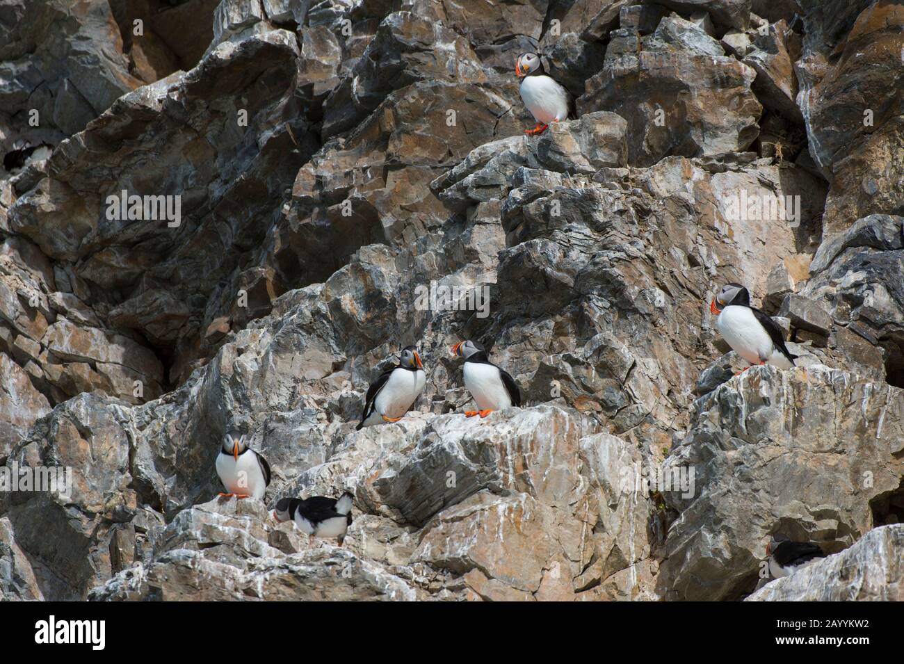 Atlantische Puffin (Fratercula arctica) nisten in der Vogelklippe am Fjortende Julibreen (dem 14. Juli-Gletscher), der sich am Nordwesten von Spitsber befindet Stockfoto
