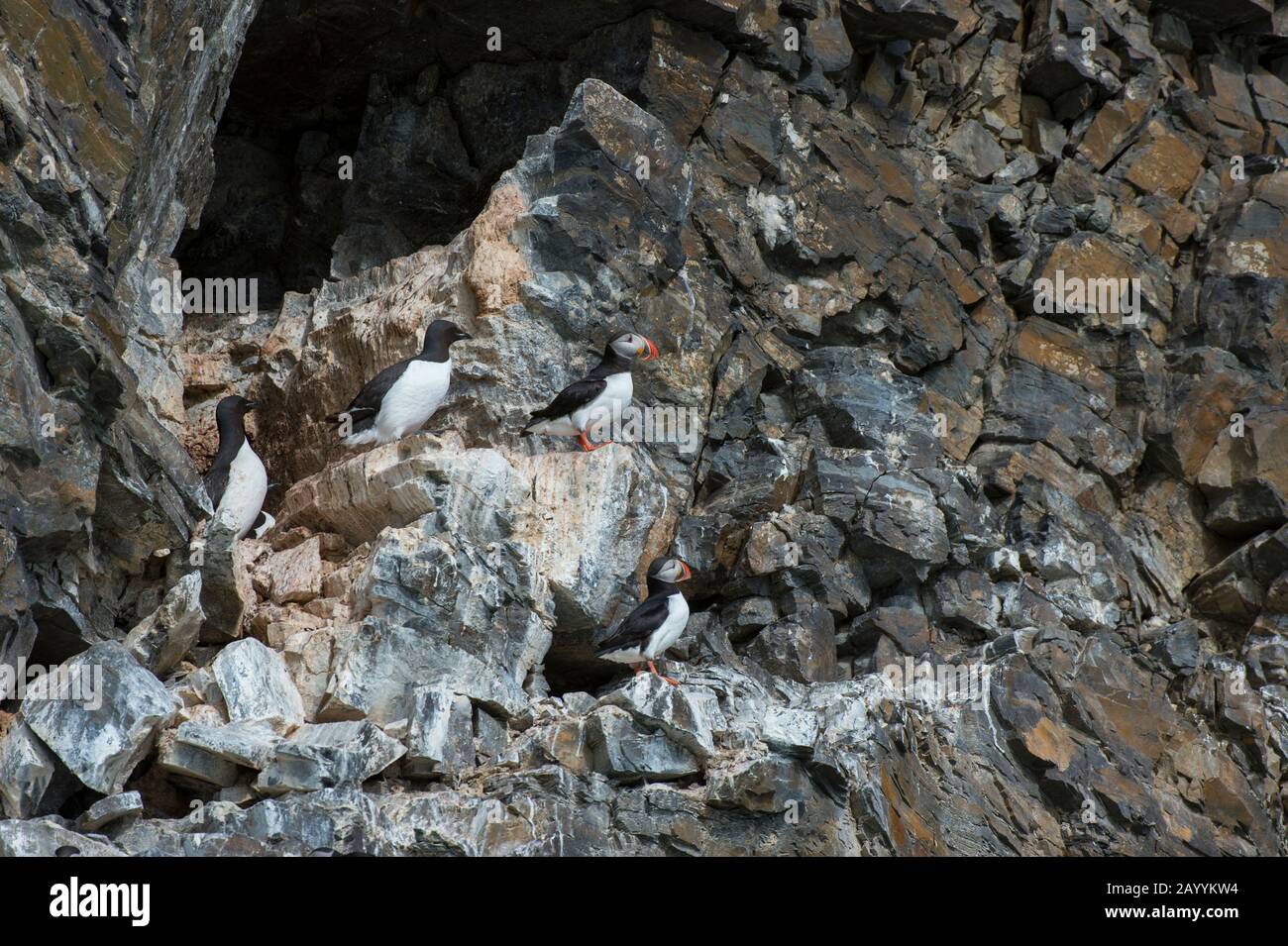 Atlantische Puffin (Fratercula arctica) und Dickflüssige Murren oder Brünnichs guillemot (Uria lomvia) nisten die Vogelklippe bei Fjortende Julibreen ( Stockfoto