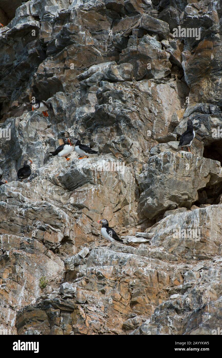 Atlantische Puffin (Fratercula arctica) nisten in der Vogelklippe am Fjortende Julibreen (dem 14. Juli-Gletscher), der sich am Nordwesten von Spitsber befindet Stockfoto
