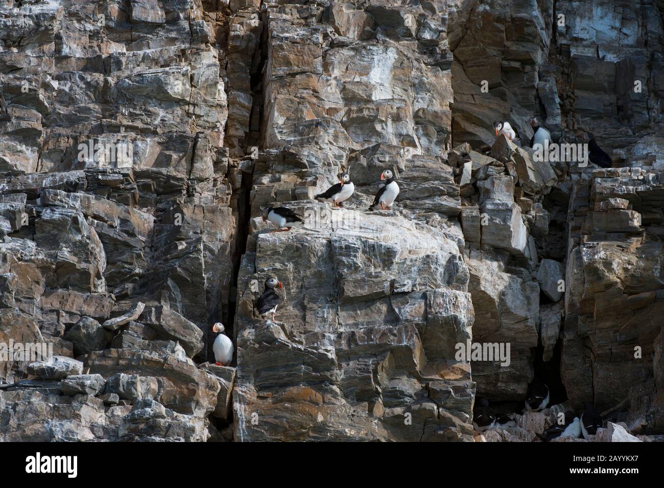 Atlantische Puffin (Fratercula arctica) nisten in der Vogelklippe am Fjortende Julibreen (dem 14. Juli-Gletscher), der sich am Nordwesten von Spitsber befindet Stockfoto